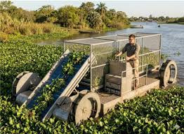 Diseñaron una máquina que limpiará de camalotes los espejos de aguas más afectados